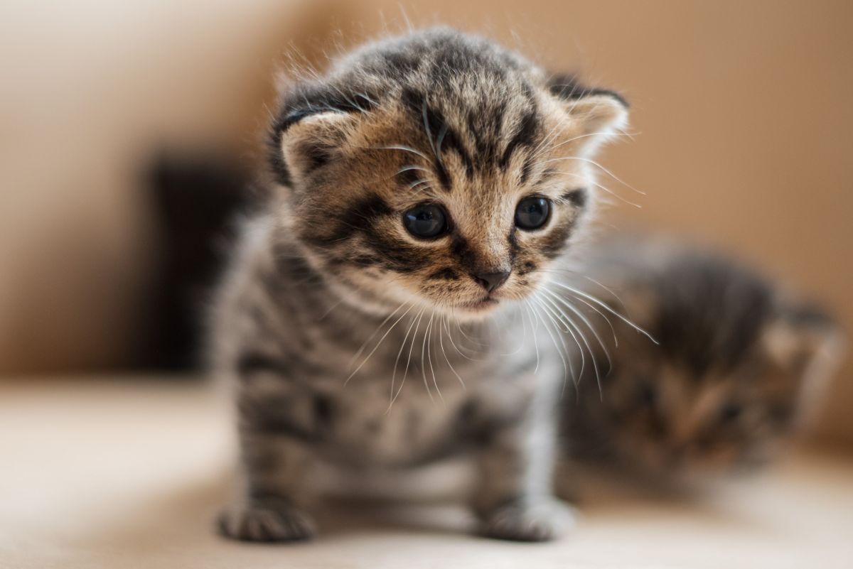 000b0b88 3b71 48fc 837b Bf205987b822 Cat